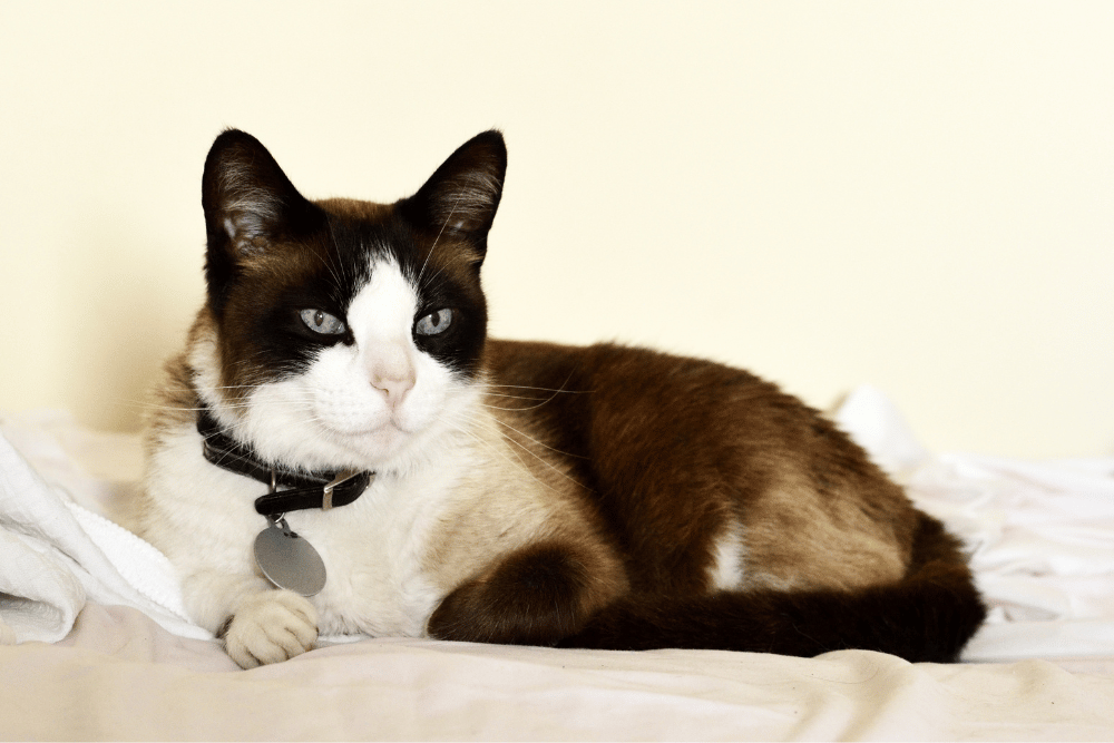 A cat resting on a soft bed