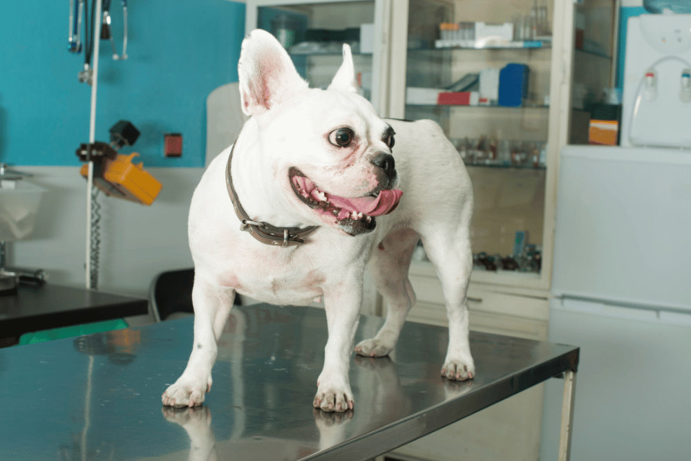 dog standing in table