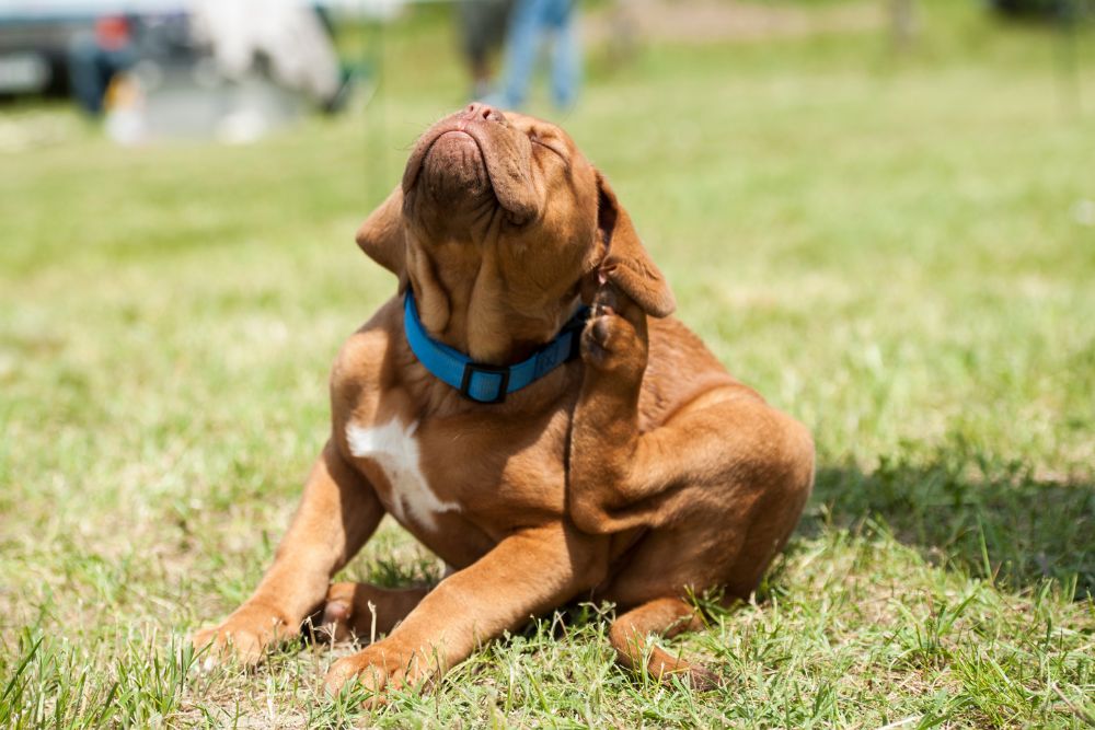 a dog scratching its neck with its leg.