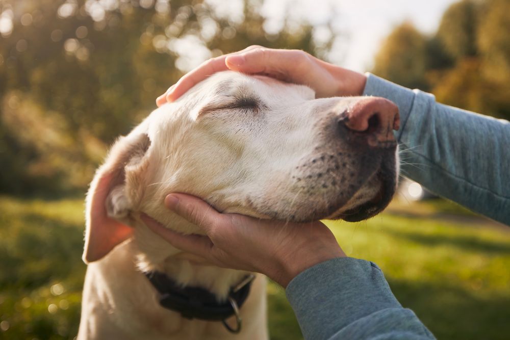 person petting a dog