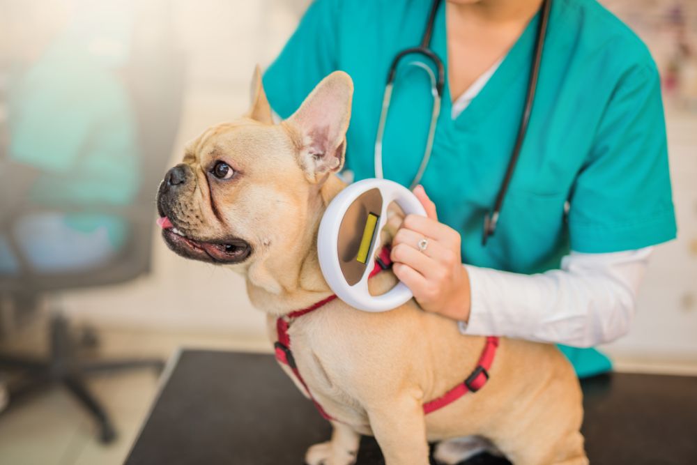 vet scanning microchip device on dog