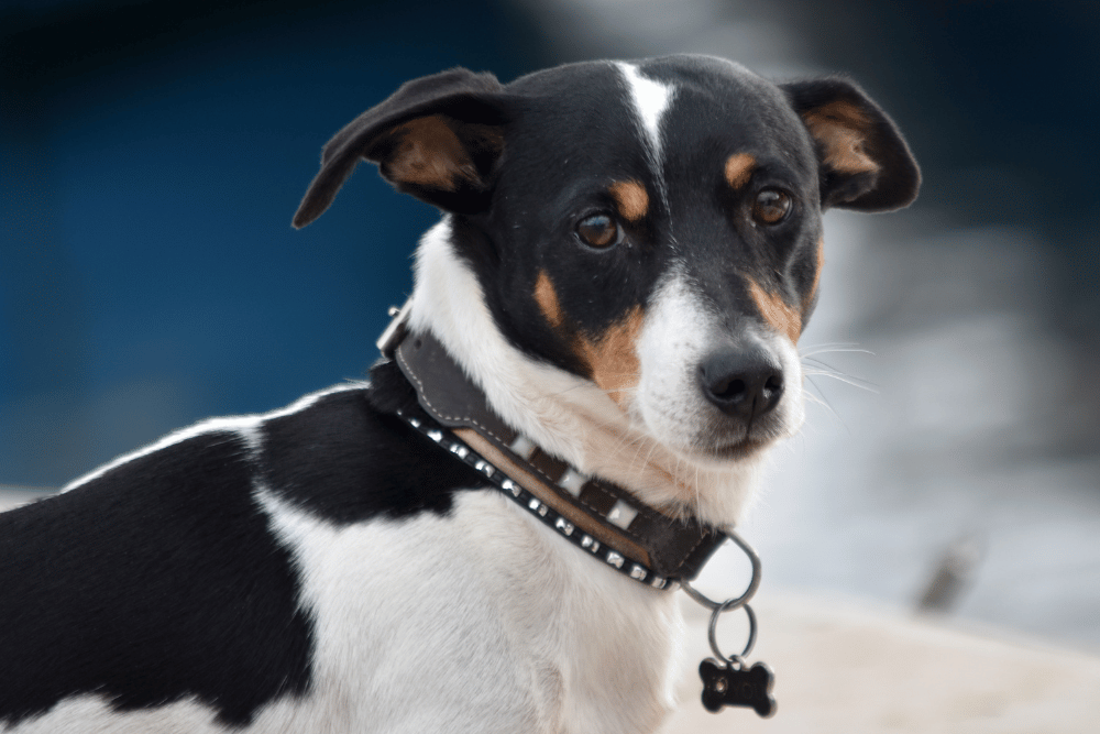 A dog wearing a collar sits on a rock