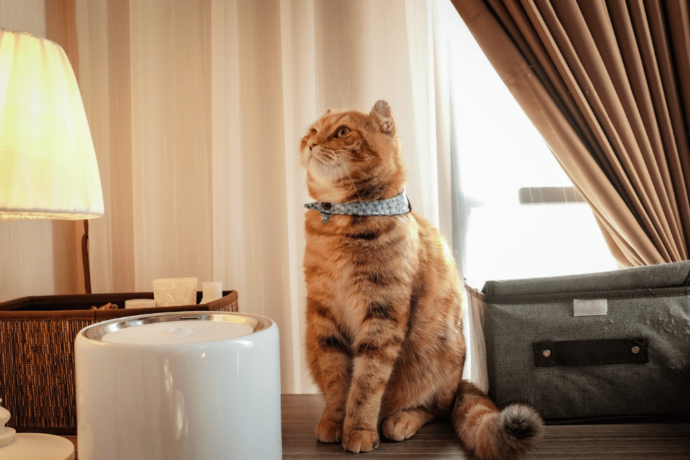 A cat comfortably sits on a bed