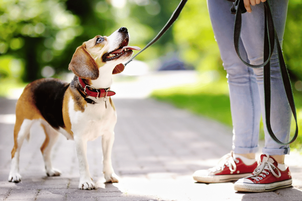 A dog stands on a leash held by a person