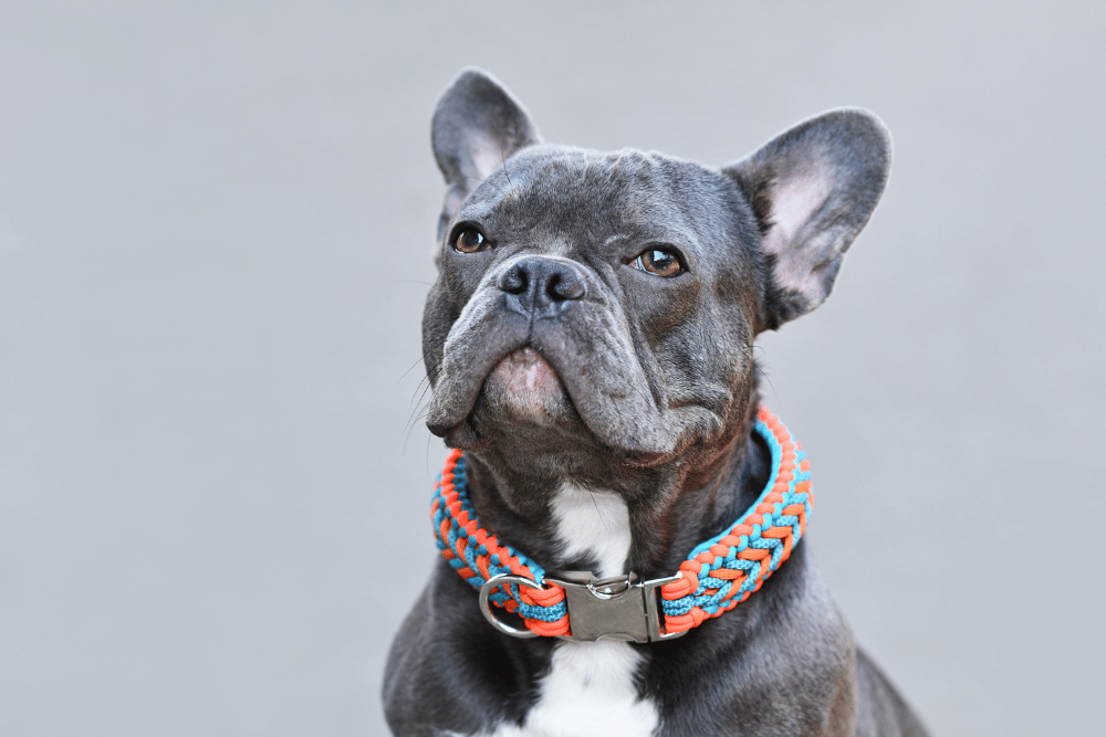 A black dog with a colorful collar