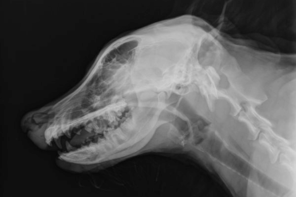 dog x-ray image