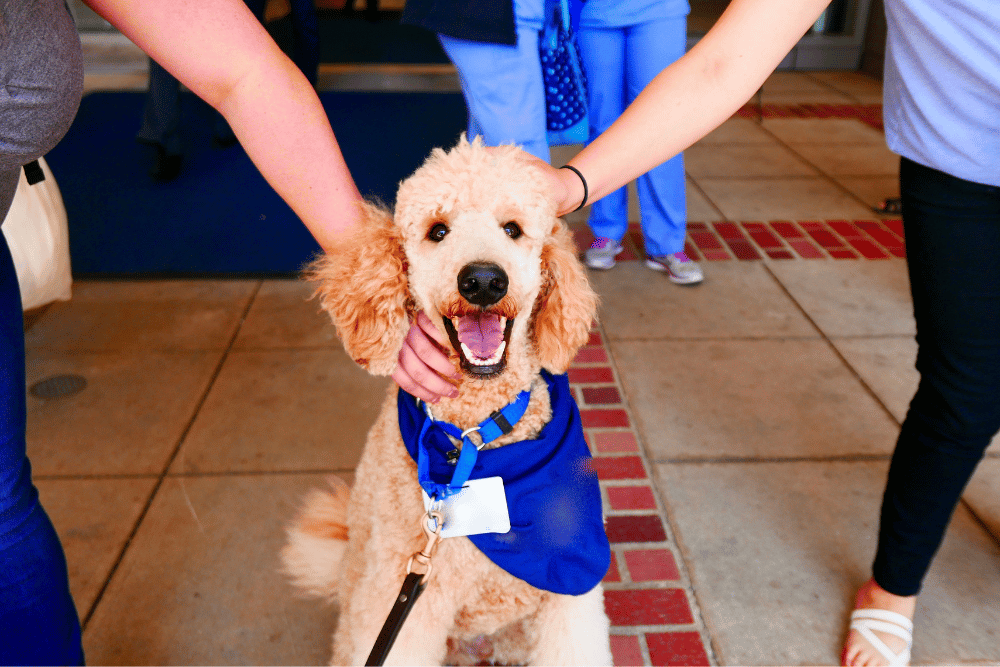 A dog wearing a blue bandana around its neck