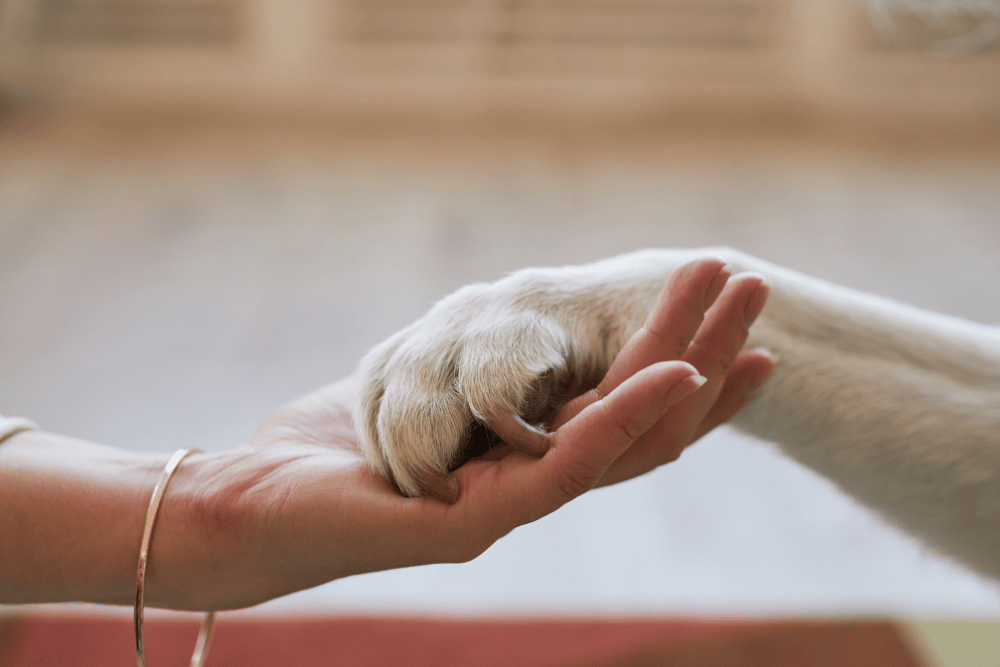 person hold pet paw