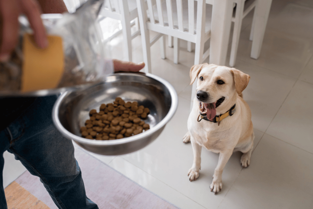 A man is feeding a dog from a bowl