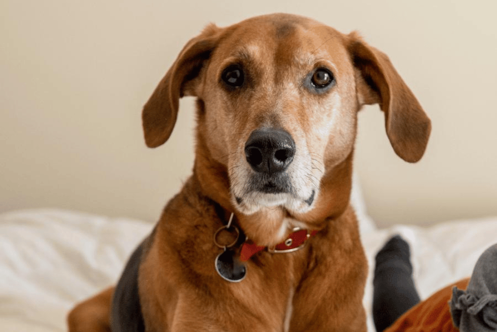 A dog sits on a bed 