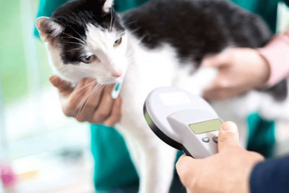 vet scanning cat microchip device