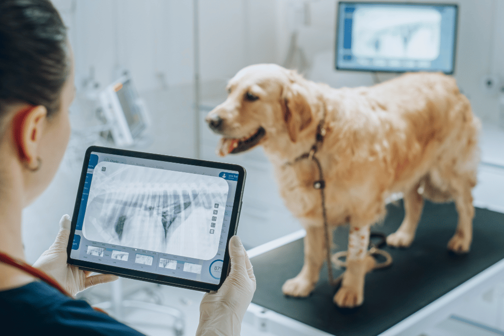 vet checking x-ray report of dog